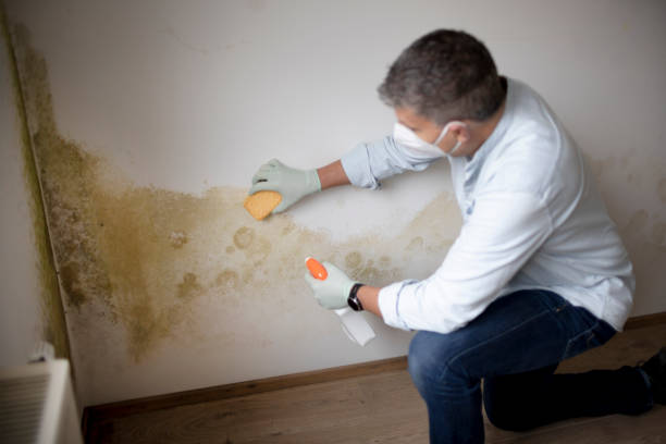 Best Basement Mold Removal  in Ellisville, MO